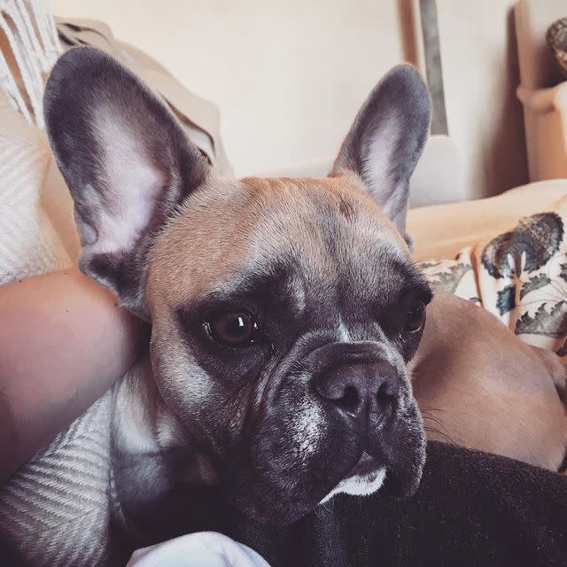 Lady Gaga's Dogs Were Stolen: See Photos of the Singer's French Bulldogs Asia, Koji and Gustav