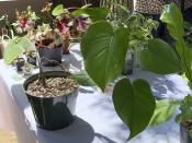 This undated photo, provided by Ana Carlson, shows popular houseplant, the Monstera, foreground, that was brought to a plant swap in Los Angeles. (Ana Carlson/Sill Appeal via AP)