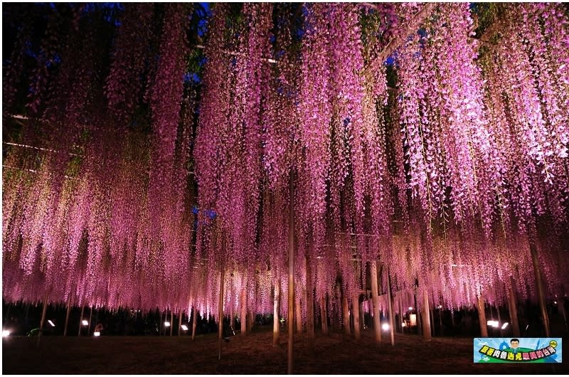 日本栃木縣｜足利花卉公園