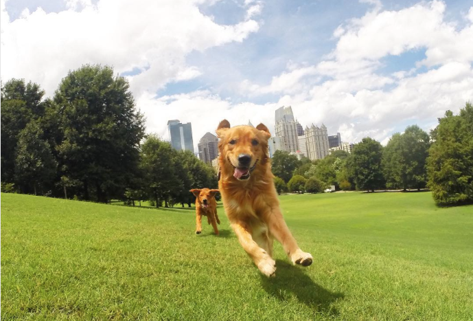 Dog-Friendly Spots in Atlanta Worth Wagging About