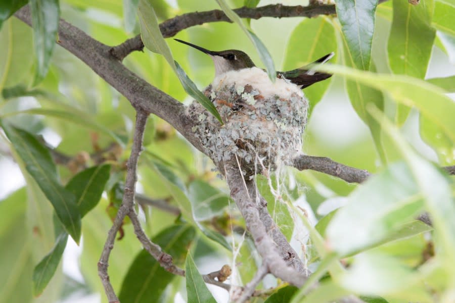 (Photo Courtesy/Ohio Division of Wildlife)