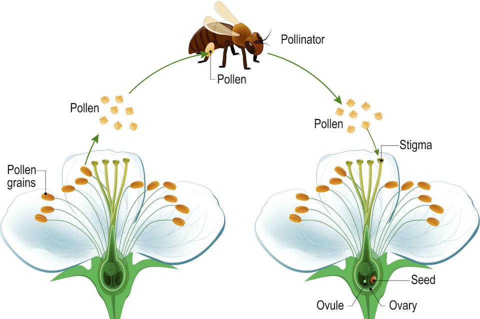 Bee transfers pollen from one blossom to another