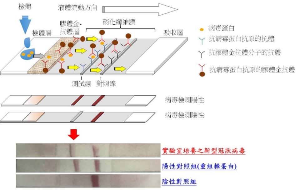 新型冠狀病毒快篩試劑雛型。（圖：國防醫學院預醫所提供）