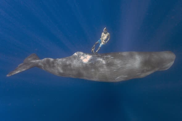 Lucky tourists swim with pod of sperm whales (video)