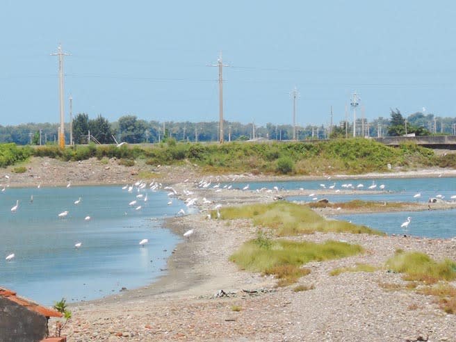 嘉義縣布袋鹽田溼地每年可記錄到3至4萬隻鳥類。（張毓翎攝）