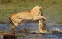 <b>30 de julio de 2012</b><br><br>Esta valiente leona arriesgó su vida al <b>lanzarse contra un cocodrilo</b> para que el resto de la manada pudiera cruzar el río sin correr peligro. La terrible pelea entre ambos tuvo lugar en el delta del <b>Okavango, en Botsuana.</b> Sorprendentemente, la hembra salió del enfrentamiento con tan solo un corte en el labio, según el fotógrafo Pia Dierickx. (Rex)