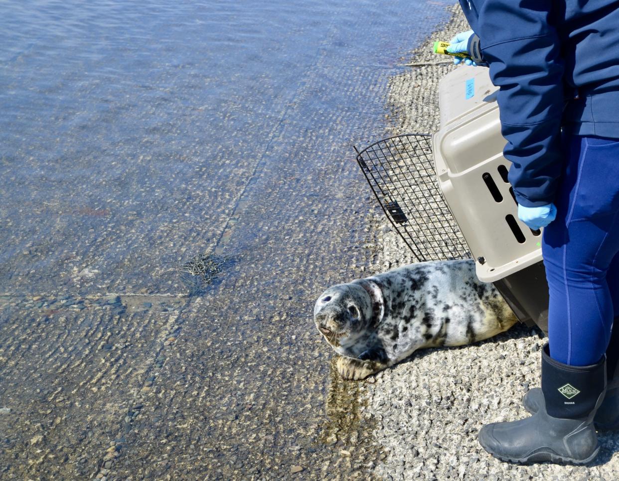 Seacoast Science Center Marine Mammal Rescue saved a female gray seal weanling on Wednesday at Odiorne Point State Park in Rye. The seal was stuck in the rocks of a jetty. Rescuers believe she may have been trapped for between 24 and 60 hours and would have died had a caller not spotted her moving in the rocks.