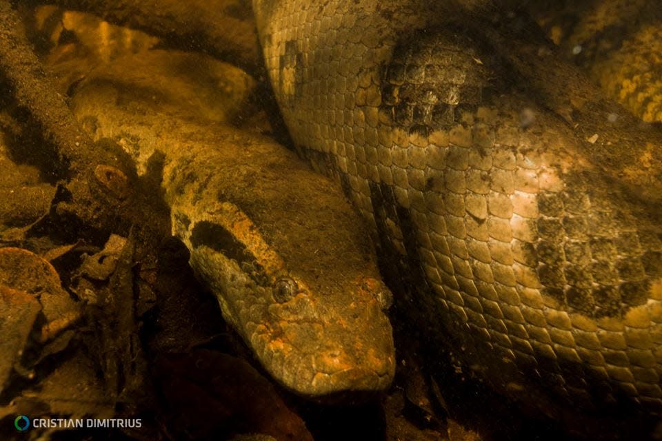 An underwater close-up of the northern green anaconda, a new species discovered in the Amazon's Orinoco basin.