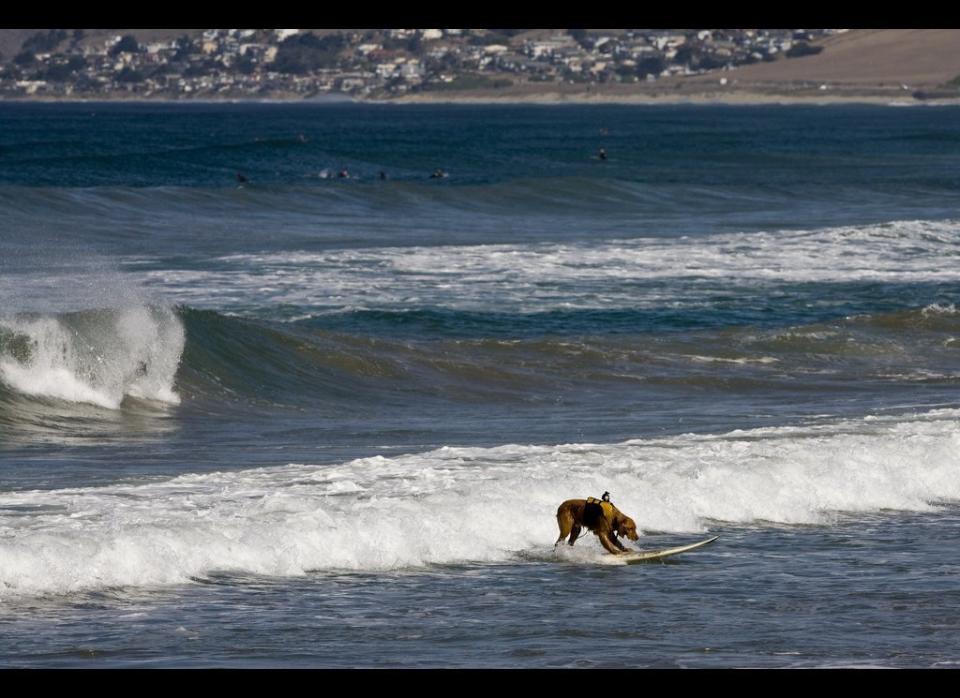Dogs can be more than just <a href="http://www.flickr.com/photos/mikebaird/1472747805/sizes/l/in/photostream/" target="_hplink">good swimmers</a> -- some pups know how to ride that wave, too.