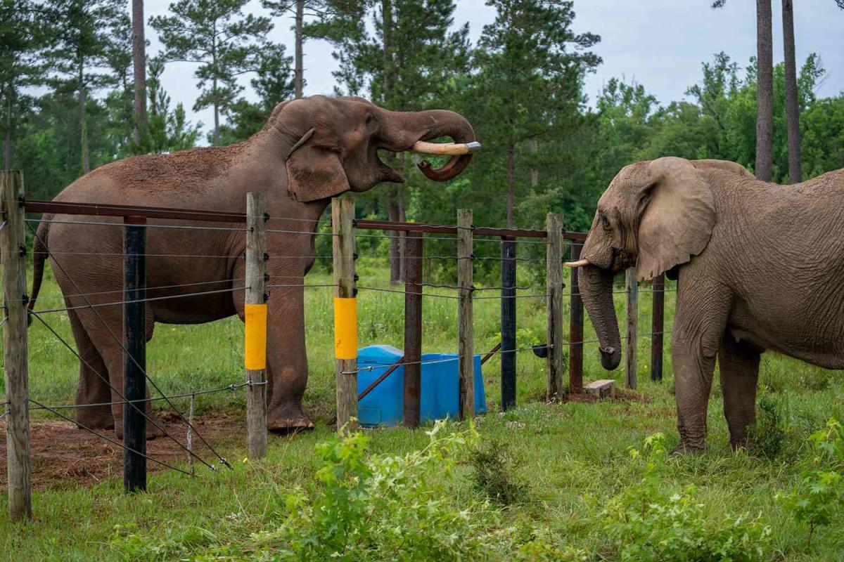 Un elefante aislado en cautiverio durante 35 años instantáneamente hace amigos en el Nuevo Hogar Santuario