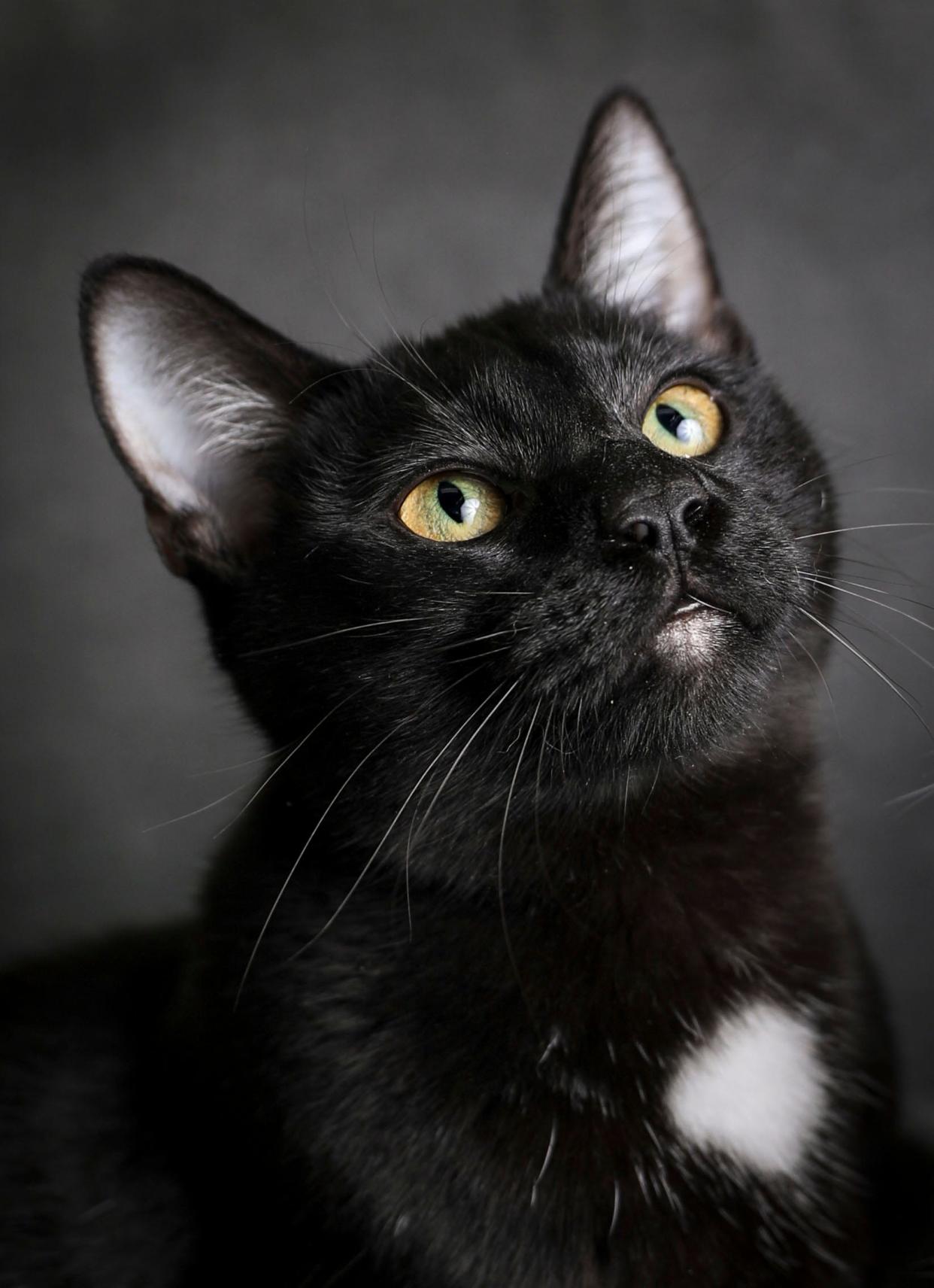 Thackery is 8 months old and is hyper, chaotic and loves attention at The Little Pumpkin Cat Cafe in Independence, Ore. Thackery is available for adoption with his buddy, Oreo.