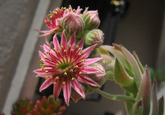 Cacti and succulents are delightful for their nearly infinite variety. It will never fail to surprise you. This is the many-petaled flower of a <i>Sempervivum</i> succulent (a genus well known for the "hen-and-chickens" variety).