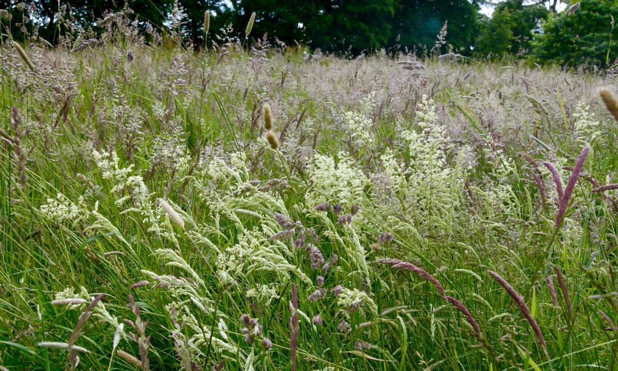 <span>‘Common grass names have an earthy poetry: fescue, false oat, foxtail, fog, bent, brome, couch, cocks foot, timothy, rye, sweet vernal, squitch.’</span><span>Photograph: Maria Nunzia @Varvera</span>