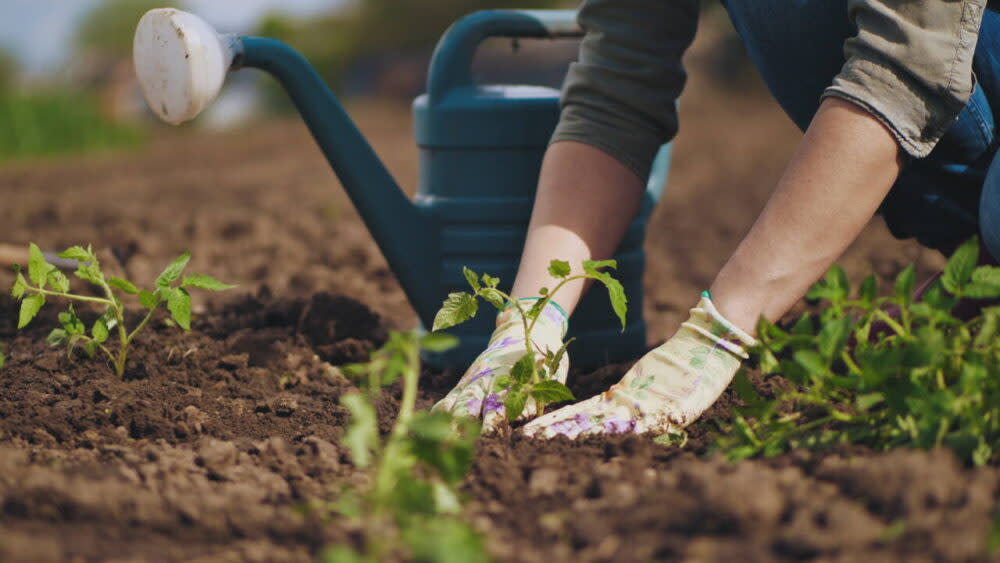 Farmer hands planting to soil tomato seedling in the vegetable garden.