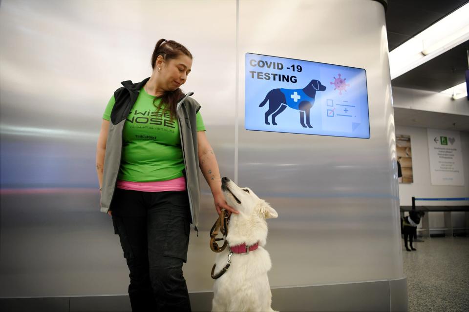 TOPSHOT - The coronavirus sniffer dog named E.T. receives a cuddle from the trainer Anette Kare at the Helsinki airport in Vantaa, Finland, where he is trained to detect the Covid-19 from the arriving passengers, on September 22, 2020. (Photo by Antti Aimo-Koivisto / Lehtikuva / AFP) / Finland OUT (Photo by ANTTI AIMO-KOIVISTO/Lehtikuva/AFP via Getty Images)