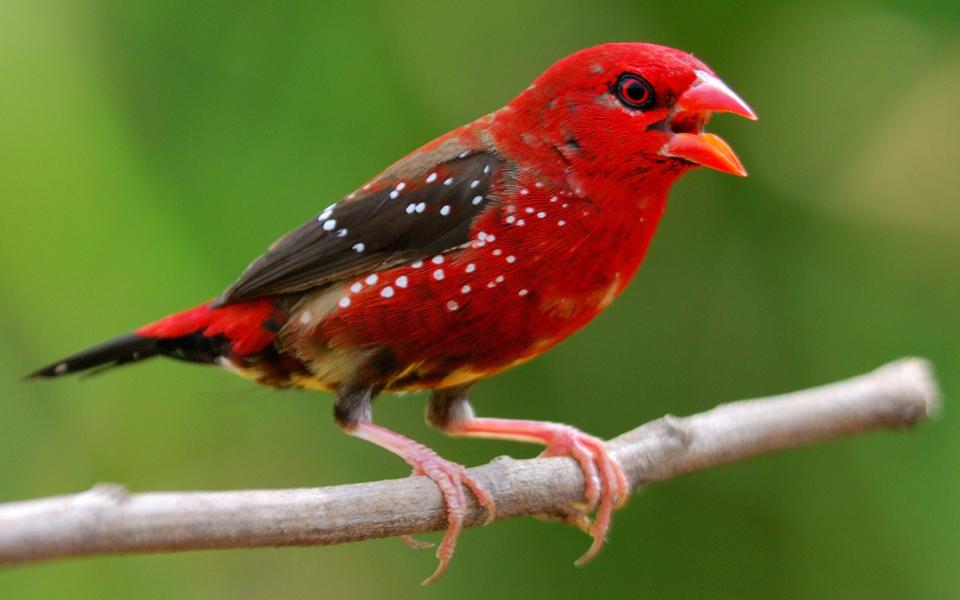 The red avadavat is often found in tropical Asia, where the conditions ideally suit its striking covering - Boonchuay Promjiam/iStockphoto