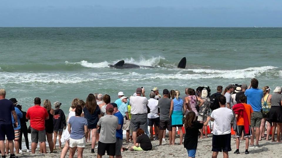 Mote Marine Labroatory, the Sarasota Sheriff's Office and Venice Police were attempting to help a 70-foot sperm whale that was beached on a sandbar off Venice Beach, Sunday.