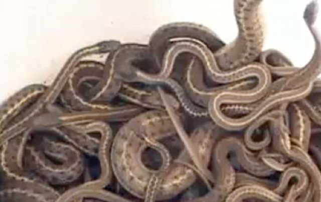 Snakes on a plane: U.S. returns boas smuggled by Utahn to Brazil - Deseret  News