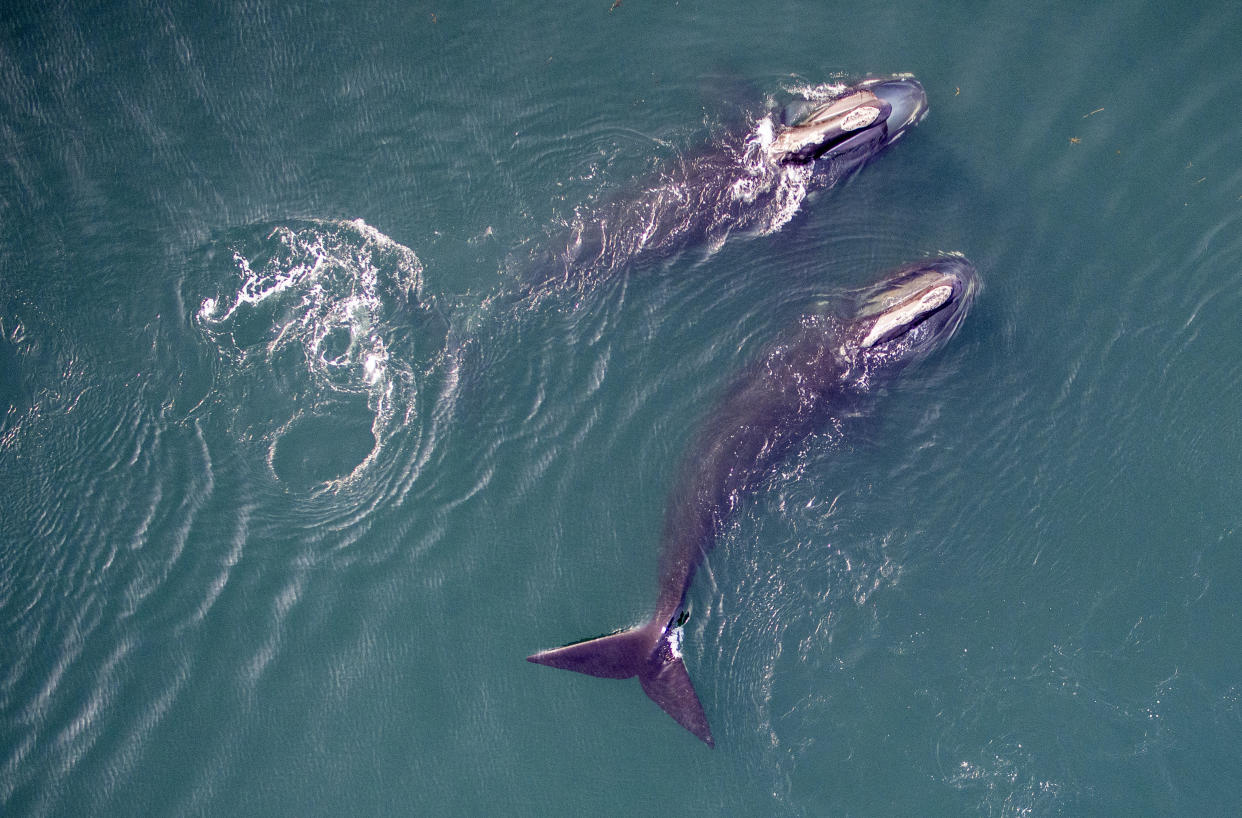 Northern-Atlantic-White-Whale