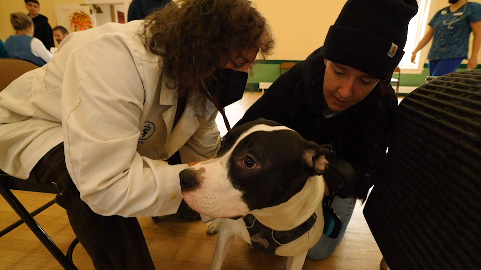 The Street Dog Coalition runs free pop-up veterinary clinics in Burlington for the pets of people experiencing homelessness.