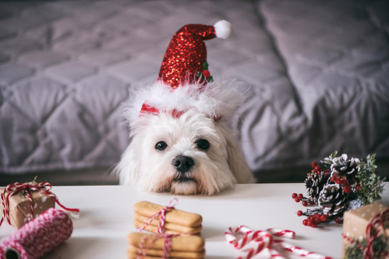 15 Christmas gift ideas to celebrate the season of giving with your pet. 