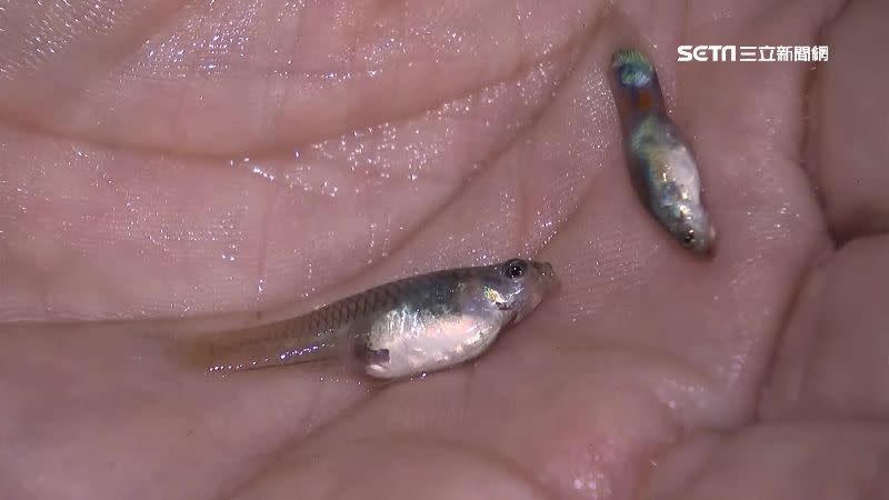 蝦池裡面放的是「清道夫」孔雀魚。