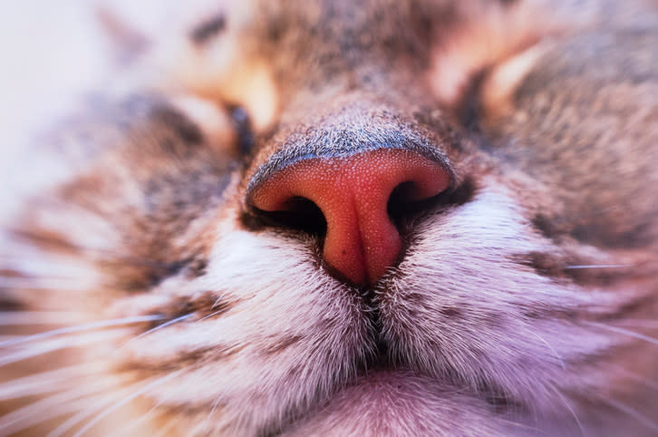 close up of a cat's nose