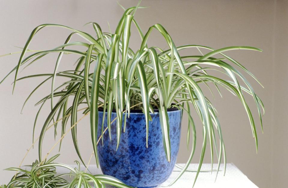 4) Spider Plants