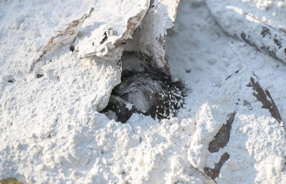 A wild howler monkey is partially covered in lime spread by villagers over a mass grave where dozens of howler monkeys have been buried in Comalcalco, Tabasco State, Mexico, on May 20, 2024.