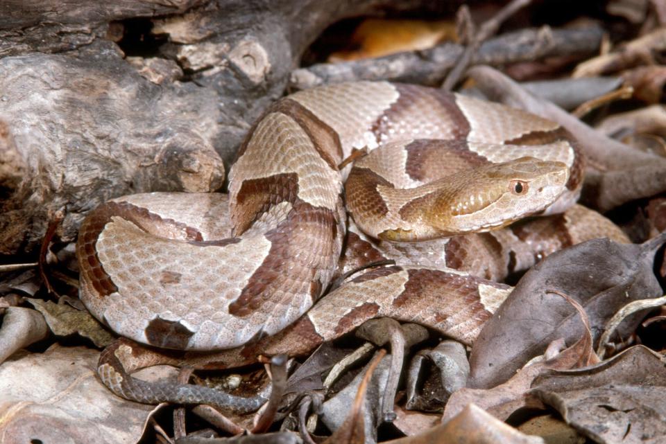 Florida is the southern boundary of where copperheads are found, which means it's rare to spot the snake in most of the state.