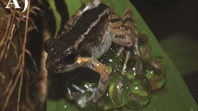 Black rain frog: The bizarre, grumpy-faced amphibian that's terrible at  jumping and swimming