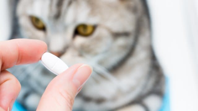 Person holds a generic pill in front of a cat.