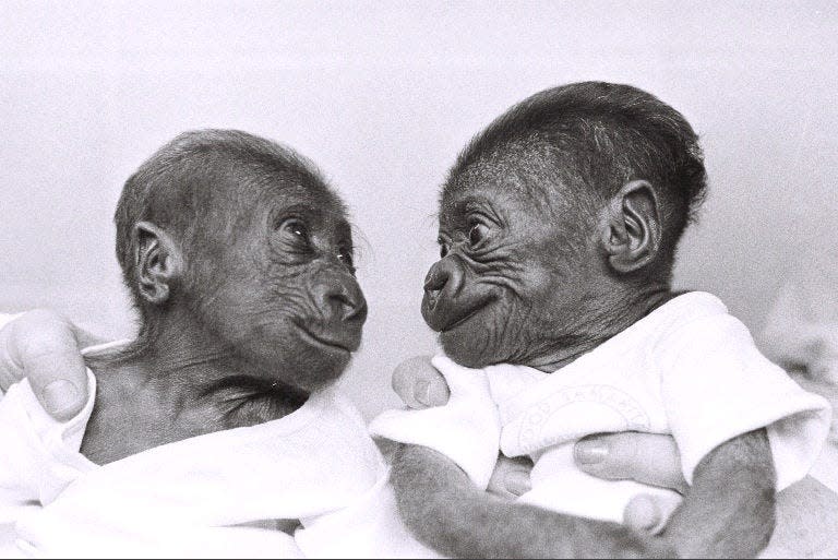 Samantha and another gorilla, Sam, were born about a week apart and were the first two gorilla babies born and raised at the Cincinnati Zoo. They were hand raised with the assistance of Good Samaritan Hospital, hence the names Sam and Samantha.