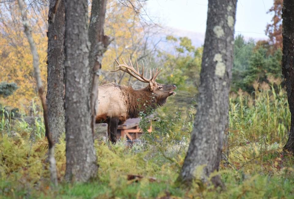 A bull elk walks near the Elk Country Visitor Center in Benezette in November.