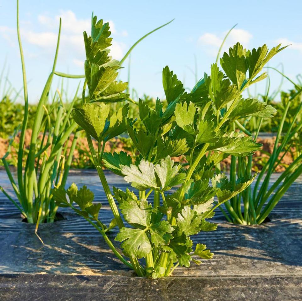 Close up picture of celery on organic vegetable farm patch covered with plastic mulch