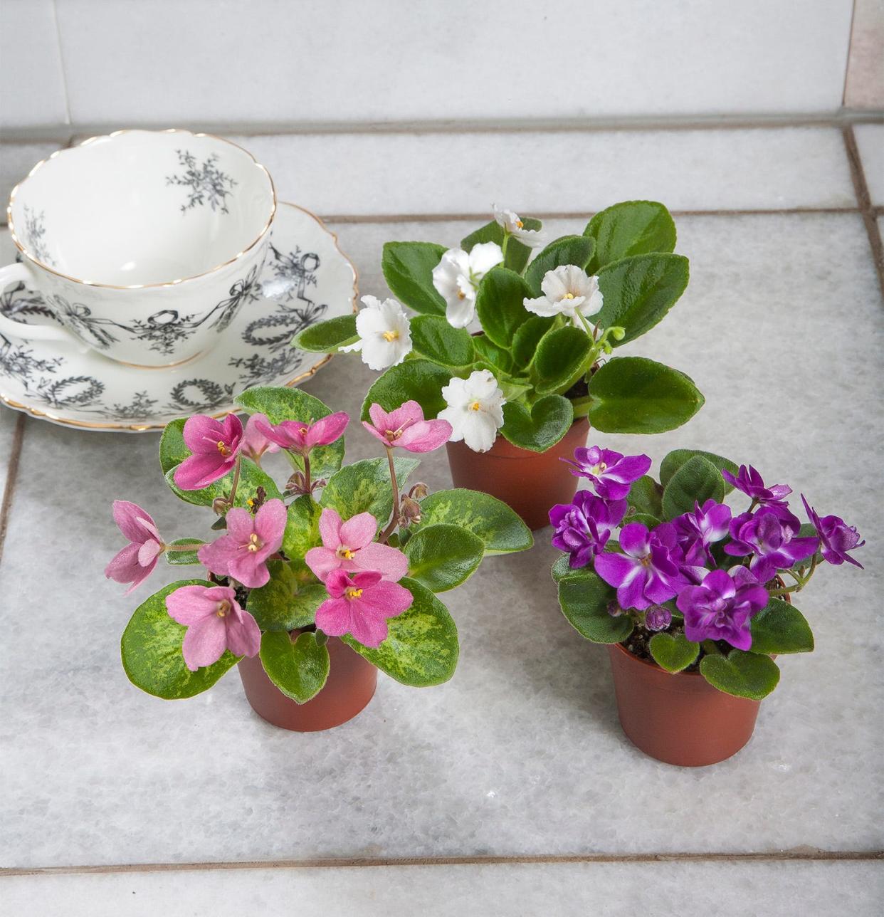 African violets — such as these miniatures — can thrive on a sunny windowsill.