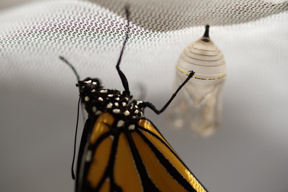 A monarch butterfly hangs near its chrysalis soon after emerging in Washington, Sunday, June 2, 2019. The familiar monarch is now under consideration for listing under the U.S. Endangered Species Act. (AP Photo/Carolyn Kaster)