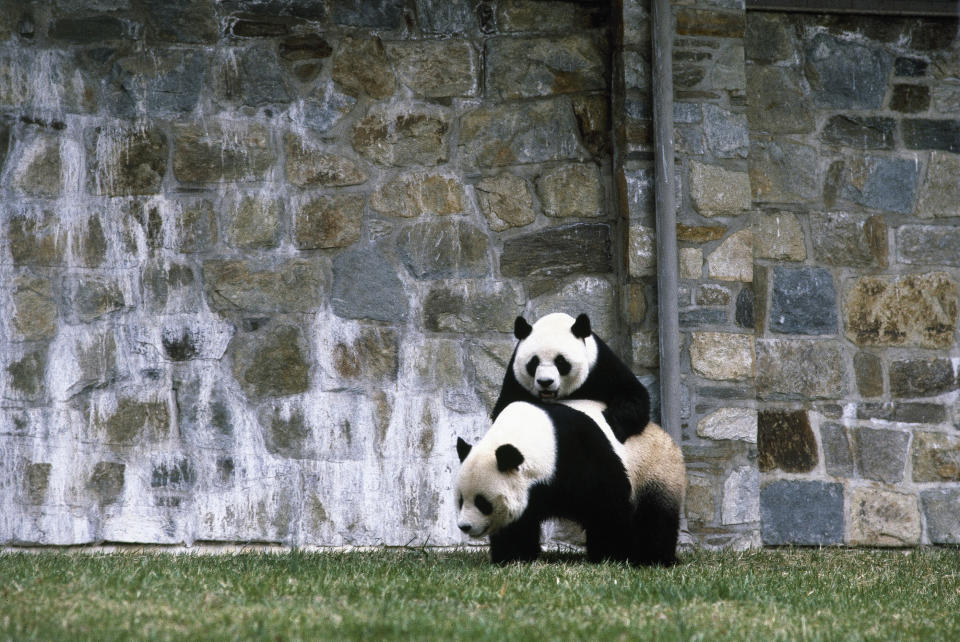 FILE - The Washington D.C. National Zoo's giant pandas, Ling-Ling and Hsing-Hsing, are shown in their open-air enclosure, March 18, 1982. Panda lovers in America received a much-needed injection of hope Wednesday, Nov. 15, 2023, as Chinese President Xi Jinping said his government was “ready to continue” loaning the black and white icons to American zoos. (AP Photo/Barry Thumma, File)