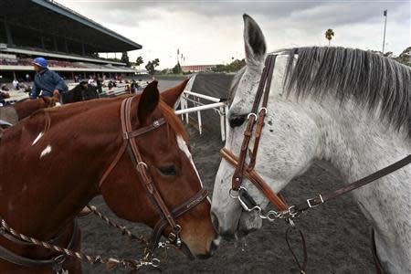 Stable ponies touch noses at Betfair Hollywood Park, which is closing down at the conclusion of tomorrow's race card after operating for 75 years, in Inglewood, California December 21, 2013. REUTERS/Jonathan Alcorn