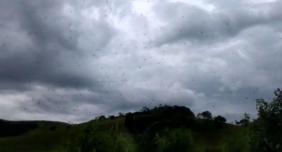 Spiders fill the sky: Spiders are suspended in giant webs in Minas Gerais, south eastern Brazil. 