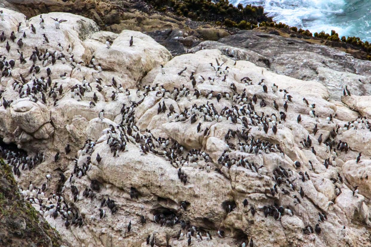 Common Murres on a Cliff, Point Reyes National Seashore, California