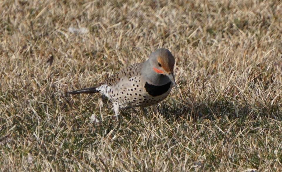 The northern flicker eats safflower, cracked corn, millet and more.