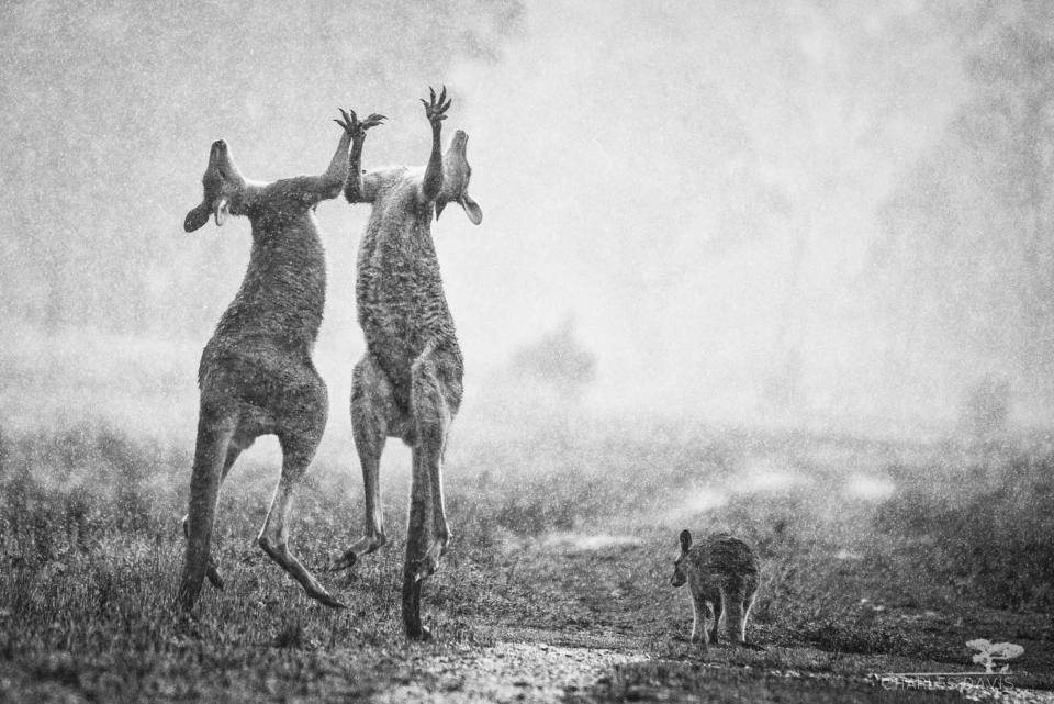 Two kangaroos fight in the rain at Geephi in the NSW Snowy Mountains in 2014 in a pictured titled 'Praise to the Rain'.