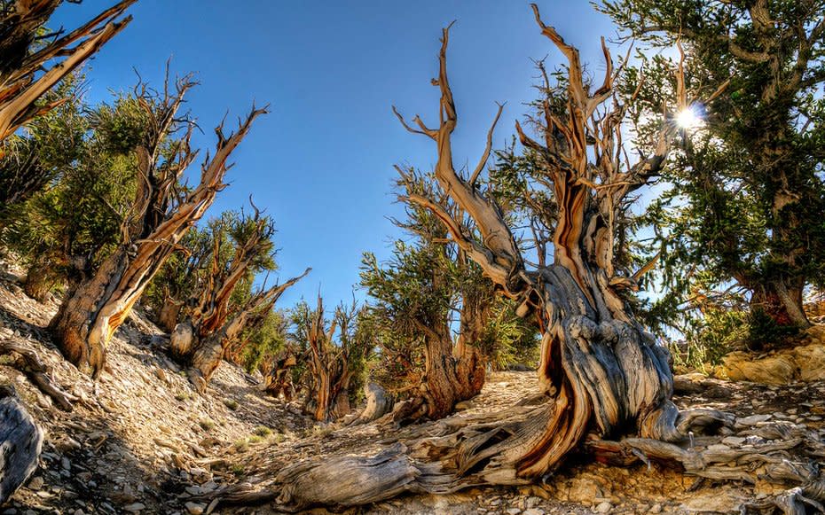 Methuselah Tree, Inyo National Forest, California