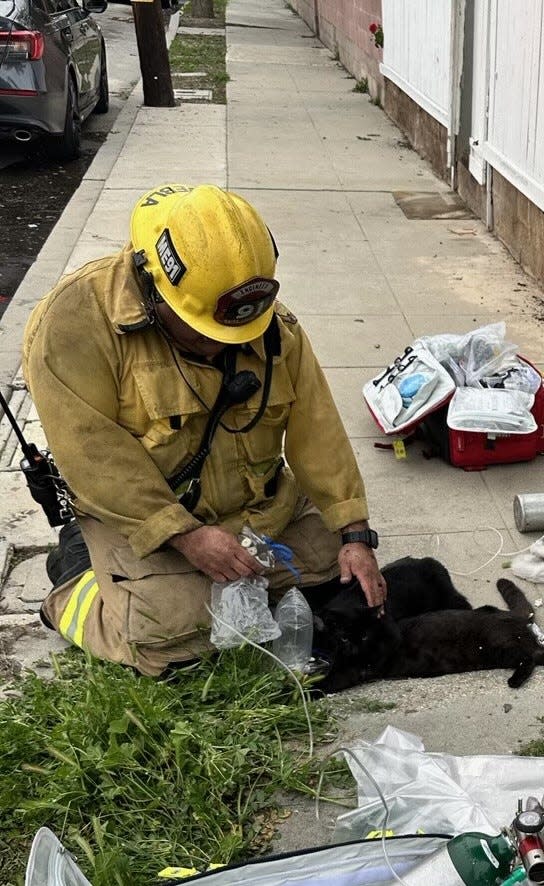 A Fillmore firefighter tends to two of the three cats saved from a house fire Saturday.