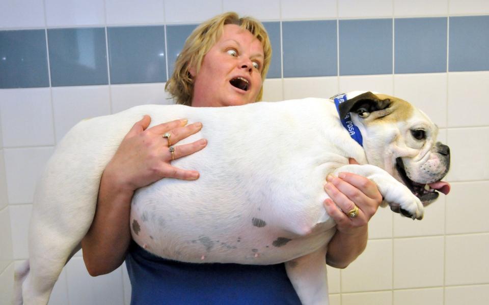 A dog prepares to go through PDSA's pet fit club to lose weight