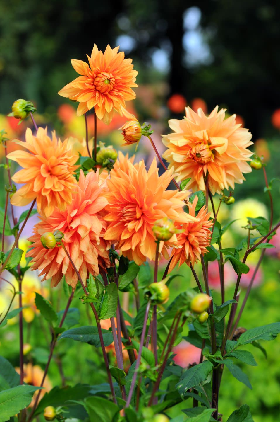 flower meaning dahlia
