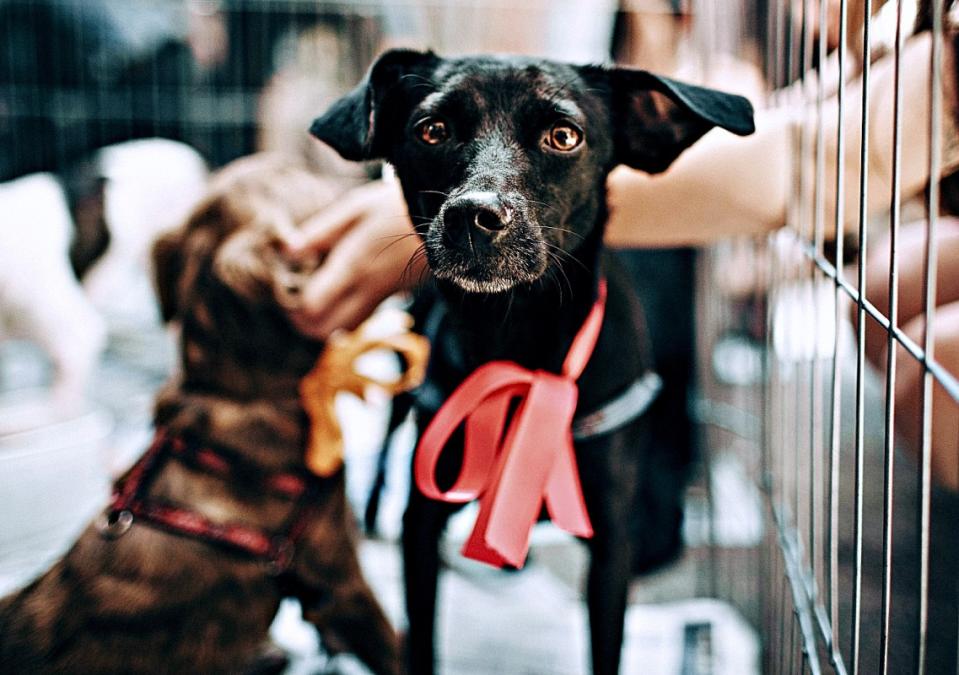 There's no better way to fulfill Captain William Judy's original mission for National Dog Week than by giving a shelter or rescue dog a forever home.<p>Photo by Helena Lopez on Pexels/Photoscape</p>