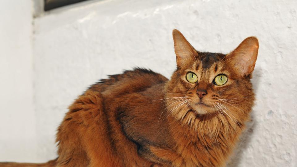 Somali cat sitting outside