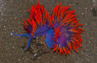 <b>Flabellina iodinea</b> <br> <b><a href="http://www.zegreenweb.com/sinformer/dix-nudibranches-aux-couleurs-resplendissantes,49504" rel="nofollow noopener" target="_blank" data-ylk="slk:Retrouvez l'intégralité de ce diaporama sur Zegreenweb;elm:context_link;itc:0;sec:content-canvas" class="link ">Retrouvez l'intégralité de ce diaporama sur Zegreenweb</a></b><br> Originaire des îles Galapagos, de Colombie britannique et du Canada, flabellina iodinea a été observée à plusieurs reprises dans le golfe de Californie ou encore à San Fransisco. Son corps qui peut mesurer jusqu’à soixante-dix millimètres est recouvert d’un « manteau » violet, parsemé de cérates oranges et de rhinophores rouges écarlates. Ces couleurs vives s’expliquent par la présence d’un pigment dans son organisme, l’astaxanthine.